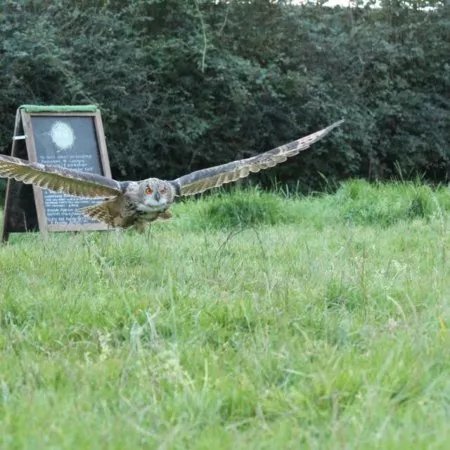 West Wales Falconry