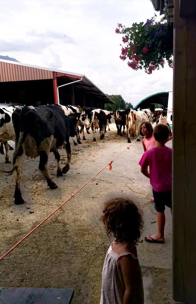 L’auberge des Vaches