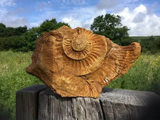 Fossil Hunting Walks