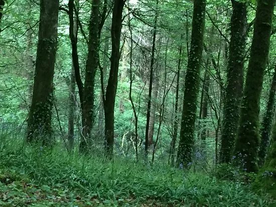 Mullaghmeen Forest