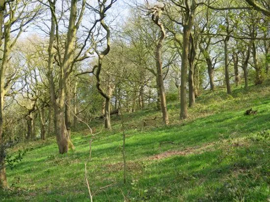 Ladies Spring Wood