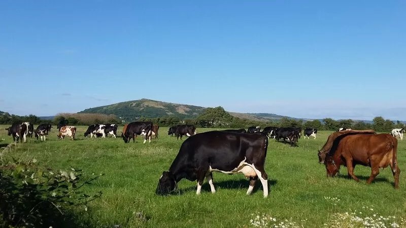 Otters’ Lodge: Beautiful countryside cottage close to beaches and attractions.