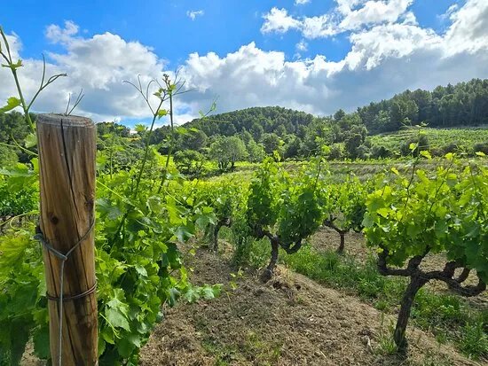 DOMAINE DU BOSQUET DES PAPES
