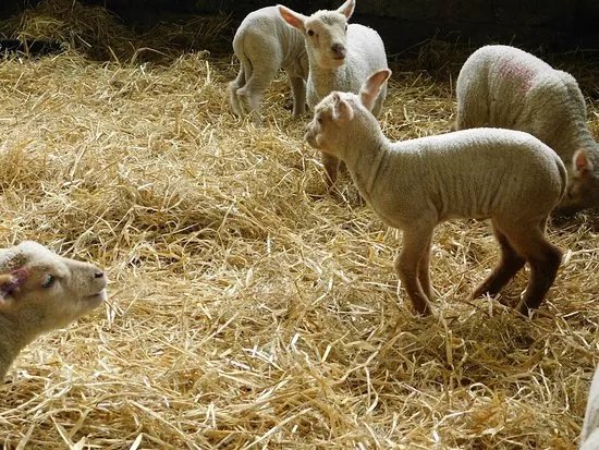 Coombes Farm