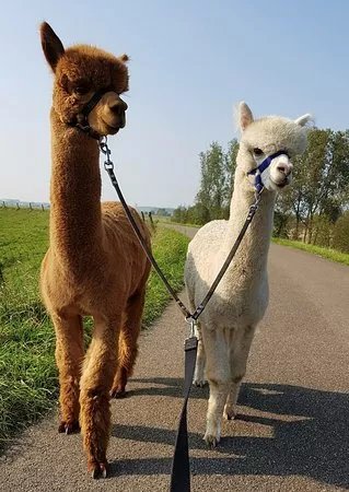 Alpaca farm River Forelands