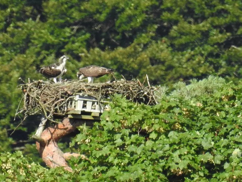 Cottage With Views Of Esthwaite Water, an Osprey Nest and Close To Hawkshead