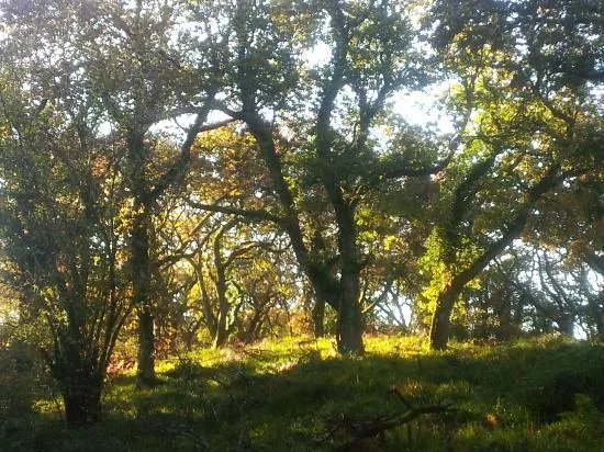 Union Wood / Ballygawley Lough