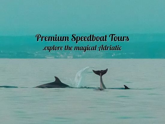 Dolphin Tours Istria