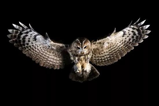 Imperial Bird of Prey Academy