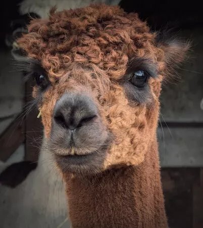 Hensting Alpacas