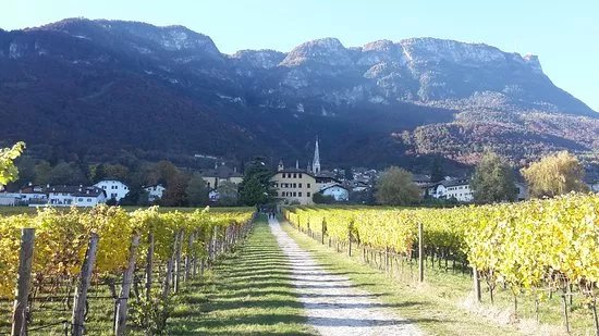Weingut / Vinothek Castel Sallegg