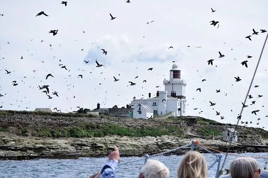 Puffin Cruises