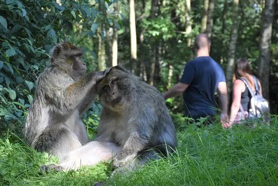 Trentham Monkey Forest