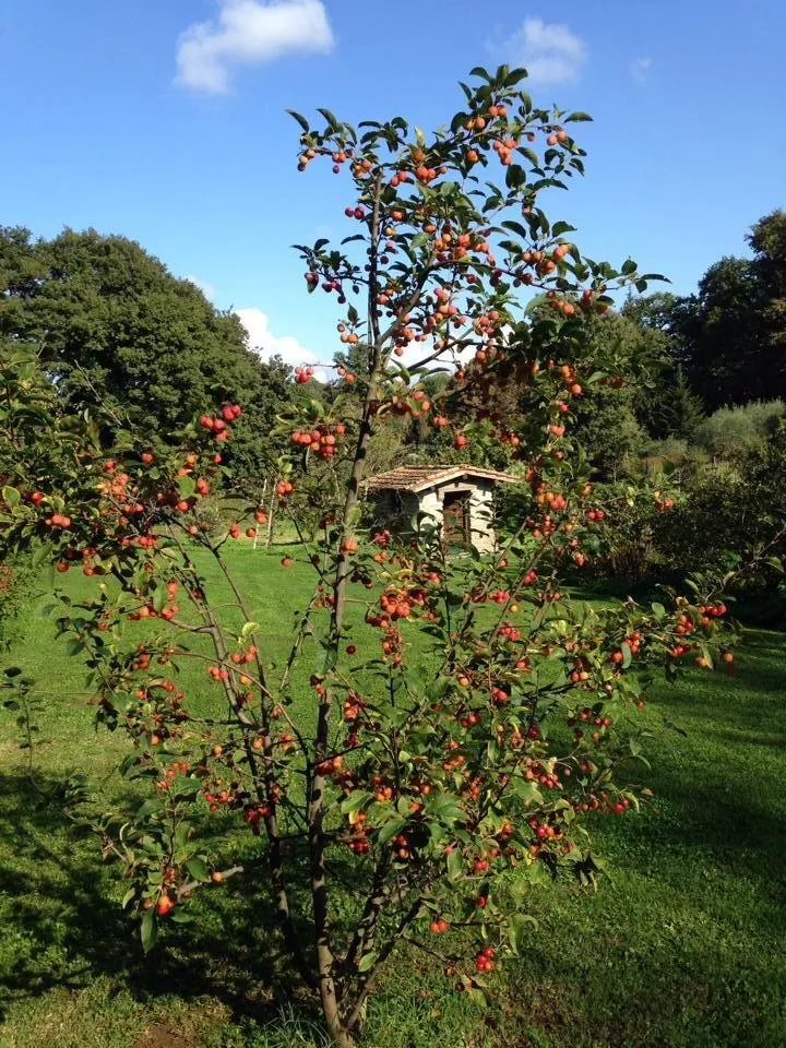 Bed & Breakfast Le Ortensie