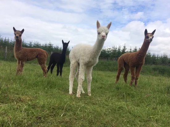 Alpaca Days Out