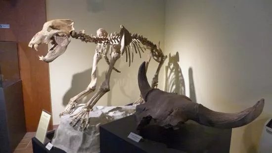 Museo di Storia Naturale Gagliole
