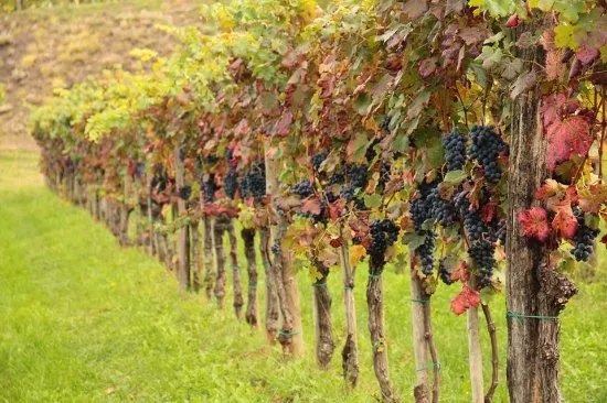 Sveti Martin Wines
