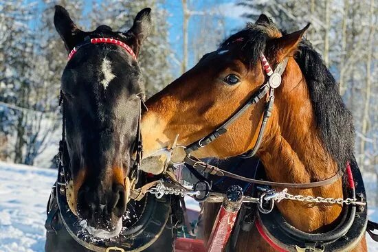 Zakopane Winter Sleigh Horse Rides