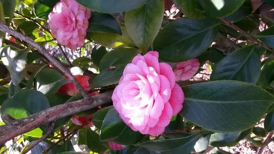 Parc Floral Les Camellias De La Prairie