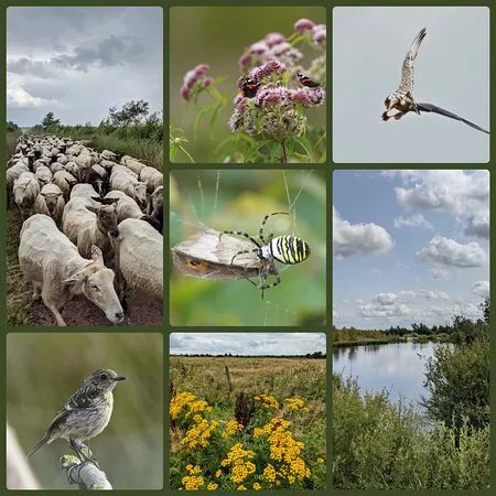 Internationaler Naturpark Bourtanger Moor-Bargerveen