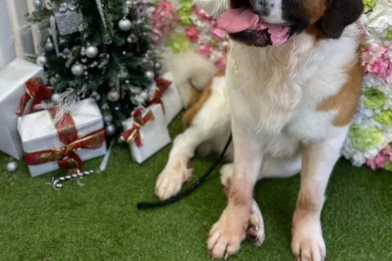 Canine Cutting Club