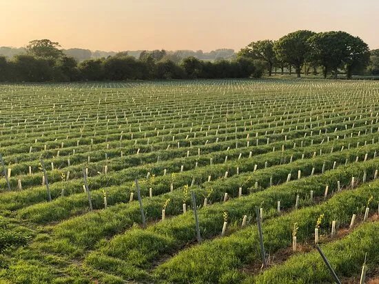 Chet Valley Vineyard