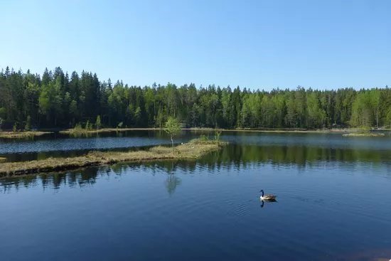 Celadon Pond