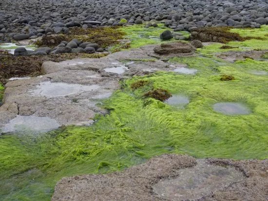Jurassic Dinosaurs Footprints at An Corran
