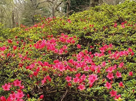 Isabella Plantation