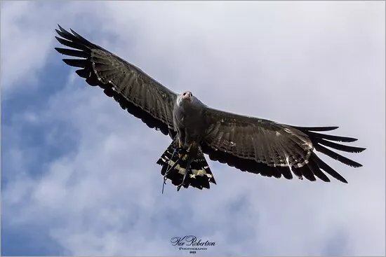 Wings Of Wales