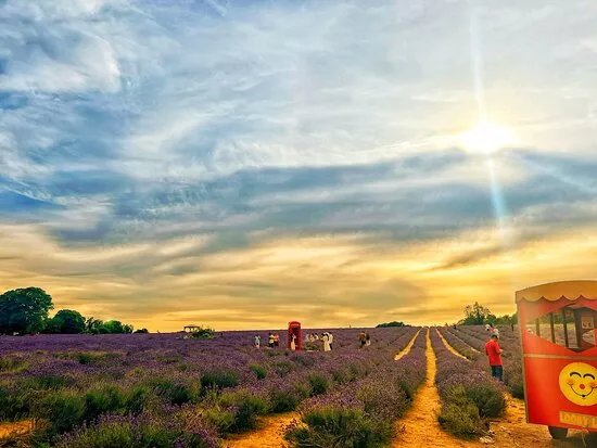 Mayfield Lavender Gift Shop