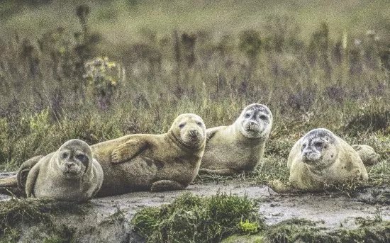 Seal Watching Harwich