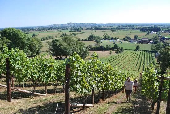 Fenny Castle Vineyard