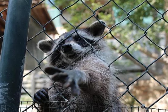 L'Oasi degli Animali