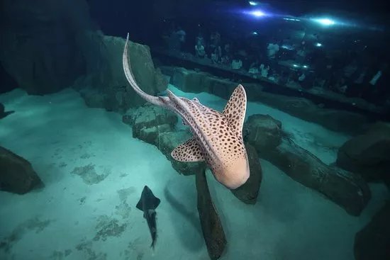 Aquarium de Paris - CineAqua