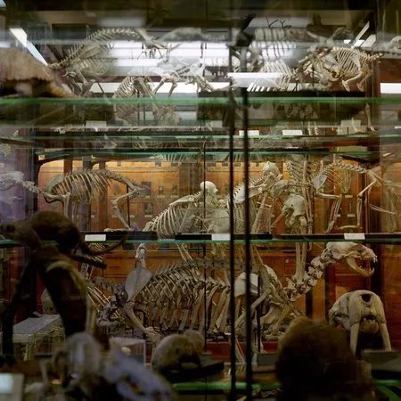 Alfred Denny Museum