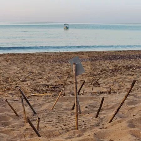 Sea Turtle Beach Walk - Archelon