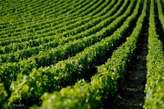 Domaine De La Meuliere - Chablis La Meuliere