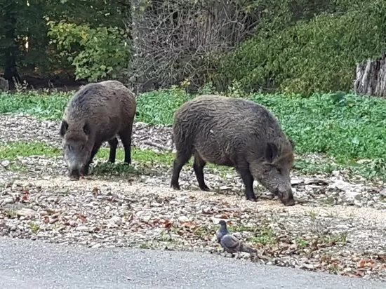 Wildpark Eichert