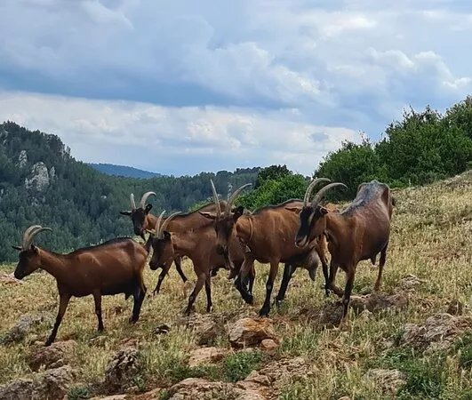 La chevrerie de Combebelle