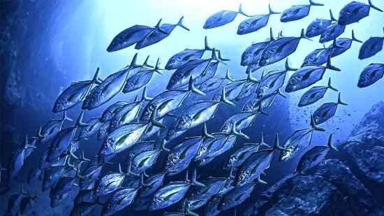 Buceo La Graciosa