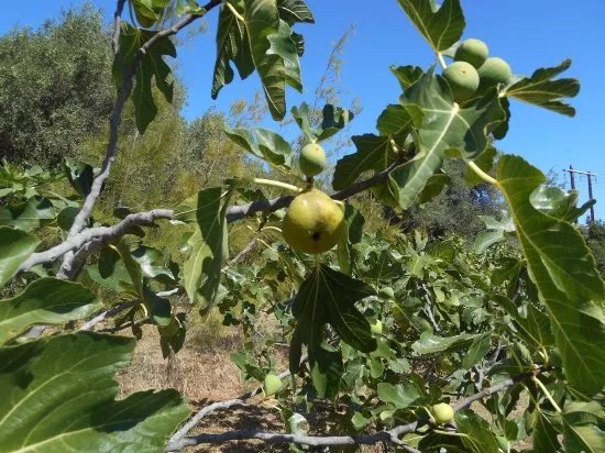 Le Jardin Botanique Frutier d'Avapessa