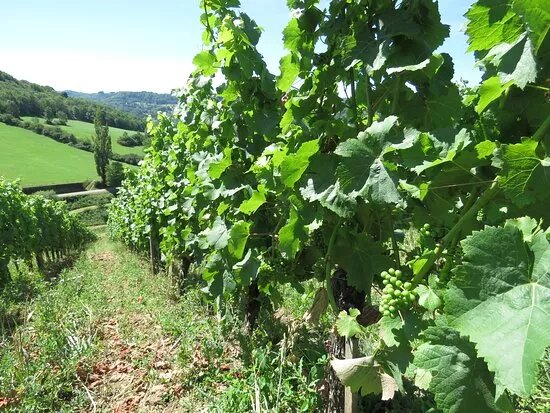 Balade Accompagnee dans les Vignes de Montaigu