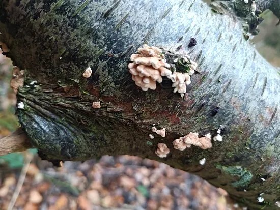 North Cliffe Wood Nature Reserve