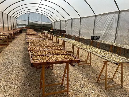 Azienda Agricola Il Fico - Visite Guidate