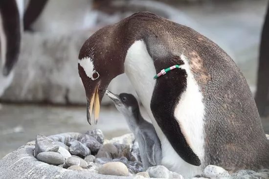 Edinburgh Zoo