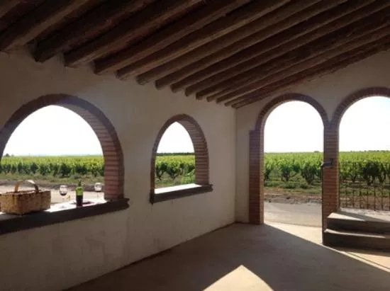 Uvas y Vino