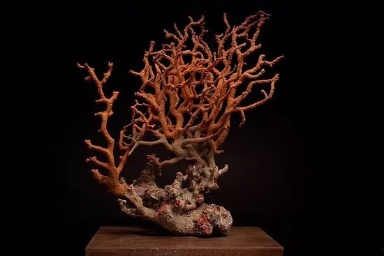 Museum of Coral - Liverino's Private Collection