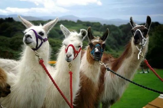 Black Rock Llamas