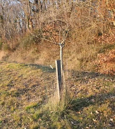 Verger du centenaire a Mondornon